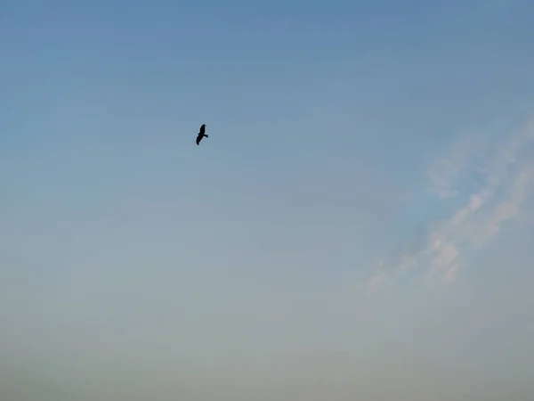 Vue Rapprochée Ciel Soir Crépuscule Avec Silhouette Aigle Volant — Photo