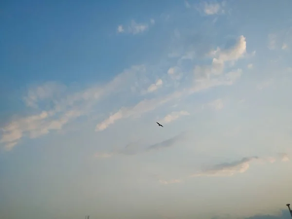 Κλείσιμο Του Evening Sky View Σούρουπο Την Silhouette Eagle Flying — Φωτογραφία Αρχείου