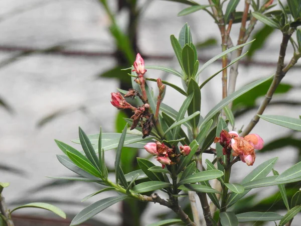 Gros Plan Oleander Kanagile Plante Fleurs Roses Dans Les Feuilles — Photo