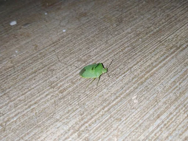 Primer Plano Del Insecto Apestoso Verde Por Noche Cerca Del — Foto de Stock