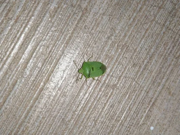 Gros Plan Green Stink Bug Insecte Nuit Près Extérieur Plancher — Photo