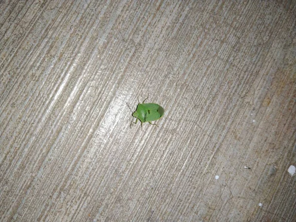 Closeup Green Stink Bug Insect Noite Perto Lado Fora Chão — Fotografia de Stock