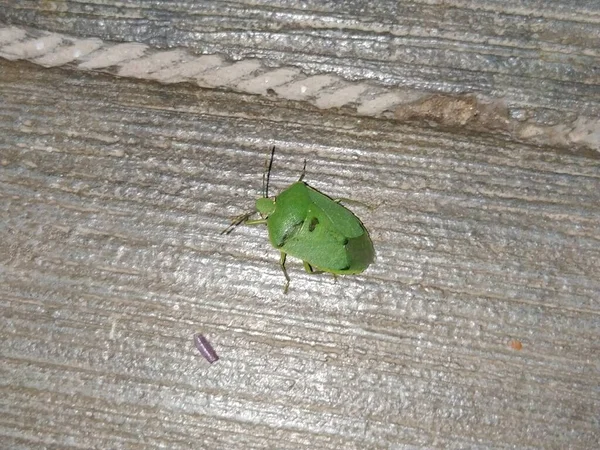 Gros Plan Green Stink Bug Insecte Nuit Près Extérieur Plancher — Photo