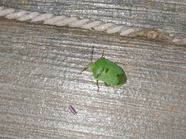 Zbliżenie Green Smród Bug Owad Nocy Pobliżu Zewnętrznej Części Podłogi — Zdjęcie stockowe