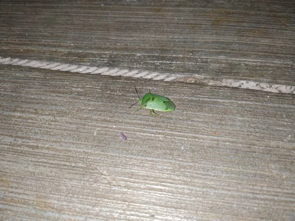 Gros Plan Green Stink Bug Insecte Nuit Près Extérieur Plancher — Photo