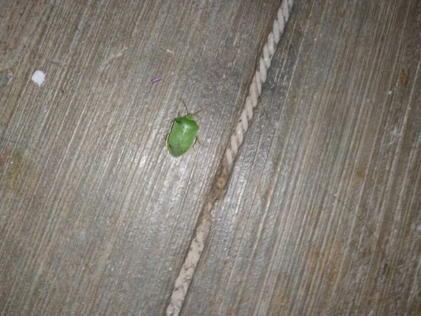 Closeup Green Stink Bug Insect Noite Perto Lado Fora Chão — Fotografia de Stock