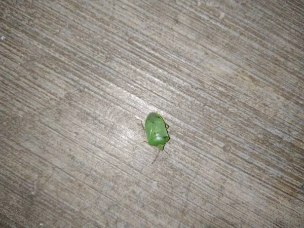 Closeup Green Stink Bug Insect Night House Floor — Stock Photo, Image