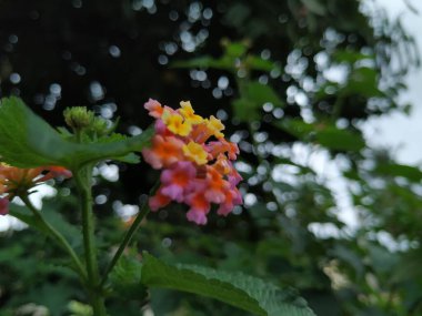 Pembe ve Sarı Renkli Güney Hint Lantana Camara Çiçeği 'nin yakın plan Doğadaki Uzun Yıllık Çalı