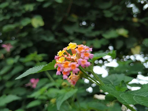 Pembe Sarı Renkli Güney Hint Lantana Camara Çiçeği Nin Yakın — Stok fotoğraf