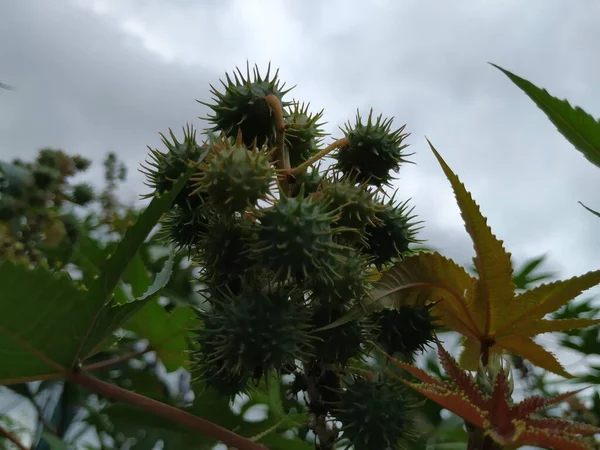 Closeup of Castor oil plant. Ricinus communis, the castor bean or palma christi is a species of perennial flowering plant in the spurge family. It is the sole species in the monotypic genus, Ricinus