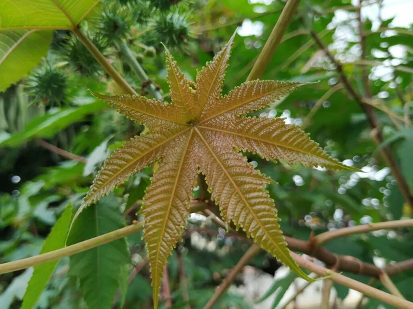 Closeup of Castor oil plant. Ricinus communis, the castor bean or palma christi is a species of perennial flowering plant in the spurge family. It is the sole species in the monotypic genus, Ricinus