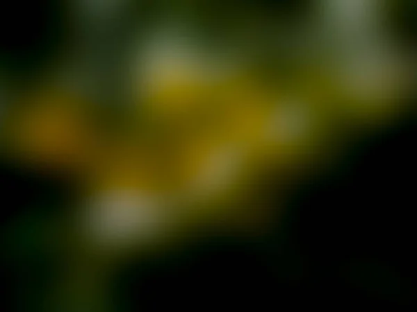 Nahaufnahme Verschwommener Grüner Schwarzer Und Gelber Mehrfarbiger Farbverlauf Abstrakter Übergangshintergrund — Stockfoto