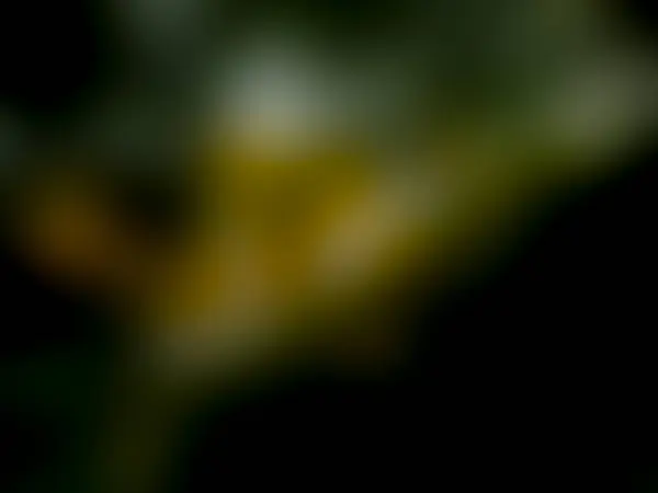 Closeup Desfocado Verde Preto Amarelo Multicolor Gradiente Resumo Transição Fundo — Fotografia de Stock