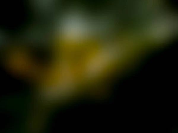 Nahaufnahme Verschwommener Grüner Schwarzer Und Gelber Mehrfarbiger Farbverlauf Abstrakter Übergangshintergrund — Stockfoto