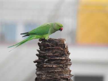 Hindistan Gülü halkalı muhabbet kuşunun yakın çekimi. Hindistan Cevizi Ağacı 'nın üzerinde oturuyor. Ayrıca halka boyunlu papağan olarak da bilinir. Psittacidae familyasından orta büyüklükte bir papağan türüdür.