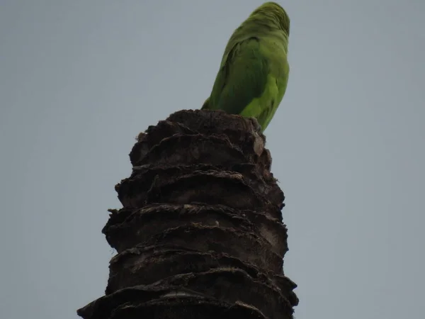 Closeup Indian Rose Ringed Parakeet Sitting Dry Coconut Tree Also — Stock Photo, Image
