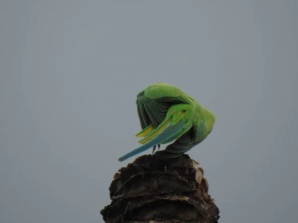 Closeup Indian Rose Ringed Parakeet Sitting Dry Coconut Tree Papagaio — Fotografia de Stock