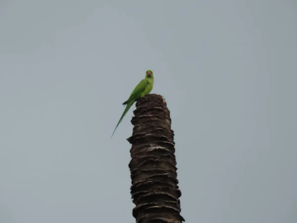 Zbliżenie Papugi Indyjskiej Róży Siedzącej Nad Suchym Drzewem Kokosowym Jest — Zdjęcie stockowe