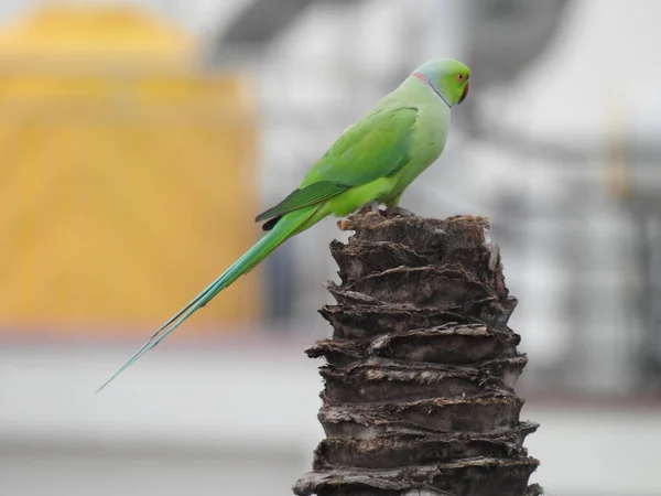 Closeup Indian Rose Ringed Parakeet Sitting Dry Coconut Tree Papagaio — Fotografia de Stock