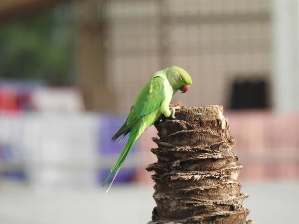 Closeup Indian Rose Ringed Parakeet Sitting Dry Coconut Tree Papagaio — Fotografia de Stock