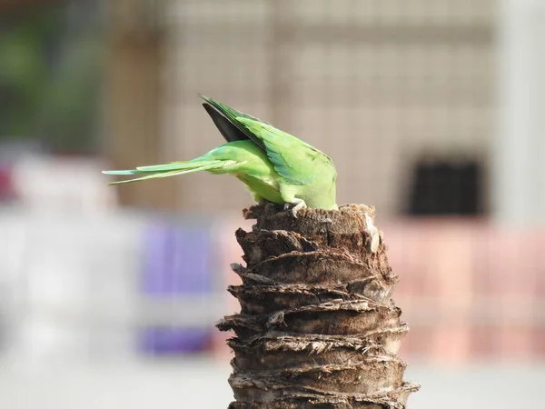 Großaufnahme Eines Indischen Rosensittichs Der Über Dem Trockenen Kokosnussbaum Sitzt — Stockfoto