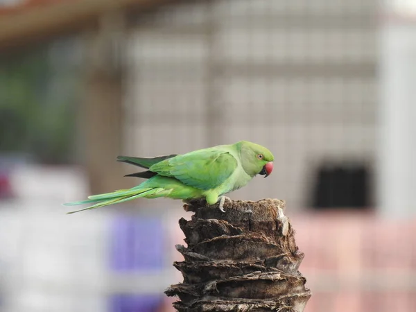 Close Van Indian Rose Geringde Parkiet Die Boven Droge Kokosboom — Stockfoto