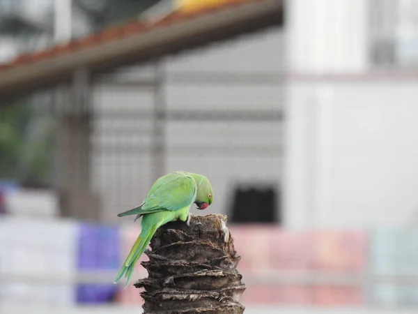 Closeup Indian Rose Ringed Parakeet Sitting Dry Coconut Tree Papagaio — Fotografia de Stock