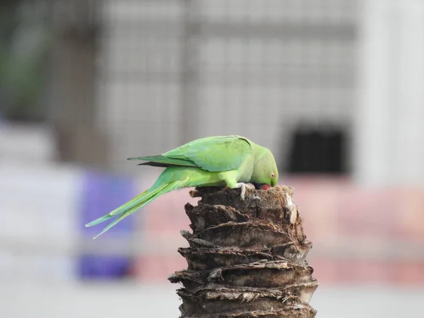 Closeup Indian Rose Ringed Parakeet Sitting Dry Coconut Tree Papagaio — Fotografia de Stock