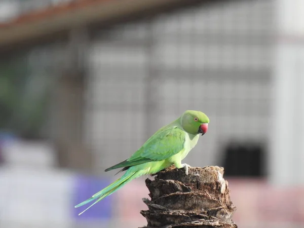 Hindistan Gülü Halkalı Muhabbet Kuşunun Yakın Çekimi Hindistan Cevizi Ağacı — Stok fotoğraf