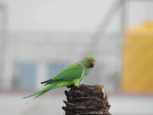 Closeup Indian Rose Ringed Parakeet Sitting Dry Coconut Tree Papagaio — Fotografia de Stock