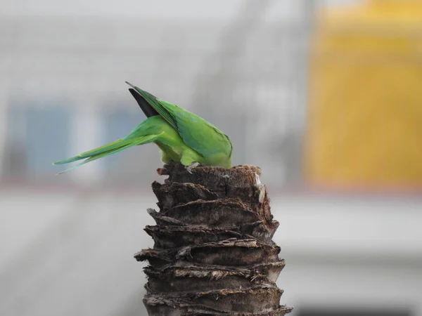 Closeup Indian Rose Ringed Parakeet Sitting Dry Coconut Tree Papagaio — Fotografia de Stock