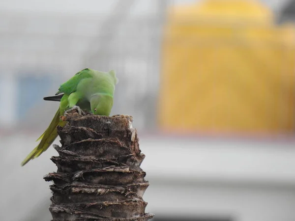 Closeup Indian Rose Ringed Parakeet Sitting Dry Coconut Tree Papagaio — Fotografia de Stock