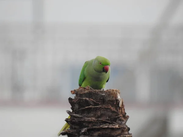 Nad Suchým Kokosovým Stromem Tyčil Úzký Záběr Papouška Indické Růže — Stock fotografie