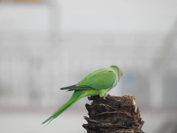 Closeup Indian Rose Ringed Parakeet Sitting Dry Coconut Tree Papagaio — Fotografia de Stock