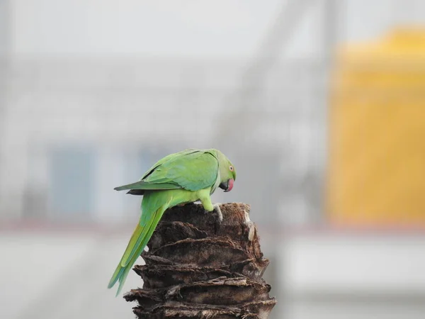 Hindistan Gülü Halkalı Muhabbet Kuşunun Yakın Çekimi Hindistan Cevizi Ağacı — Stok fotoğraf