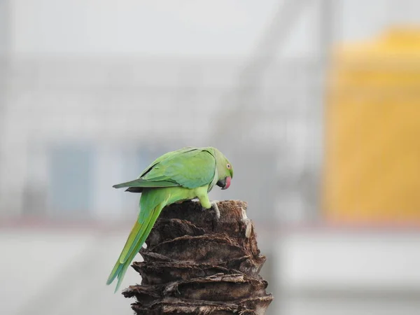 Primo Piano Indiani Rose Anello Pappagallo Seduto Sopra Albero Cocco — Foto Stock