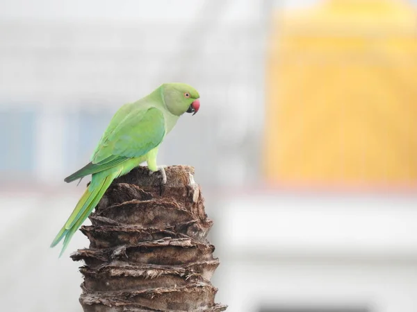 Nad Suchým Kokosovým Stromem Tyčil Úzký Záběr Papouška Indické Růže — Stock fotografie