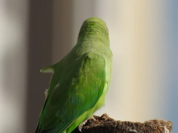 Closeup Indian Rose Ringed Parakeet Sitting Dry Coconut Tree Papagaio — Fotografia de Stock