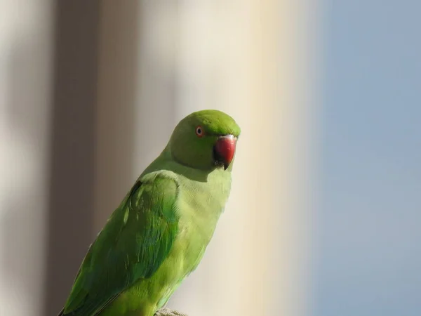 Closeup Indian Rose Ringed Parakeet Sitting Dry Coconut Tree Papagaio — Fotografia de Stock