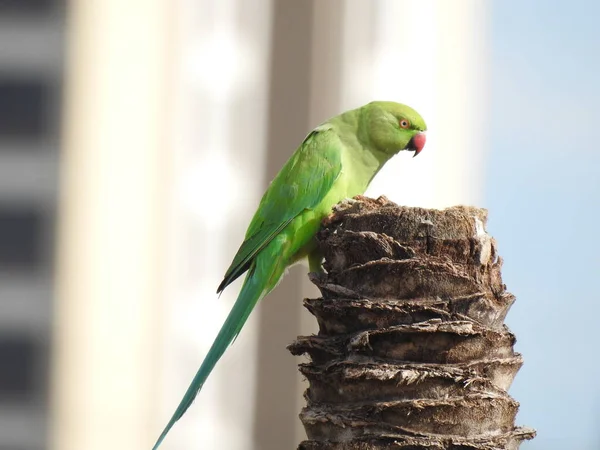 Closeup Indian Rose Ringed Parakeet Sitting Dry Coconut Tree Papagaio — Fotografia de Stock