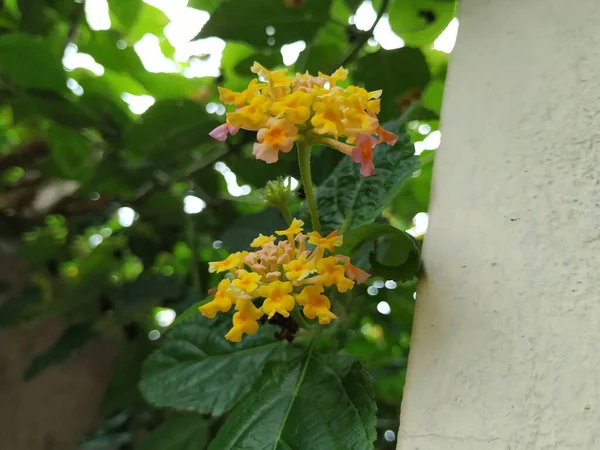 Detailní Záběr Žluté Růžové Barvy Camara Lanatana Květ Izolované Pozadí — Stock fotografie