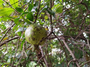 Yeşil yapraklar üzerinde siyah lekeler olan Genç Nar Meyvesi 'nin yakın çekimi