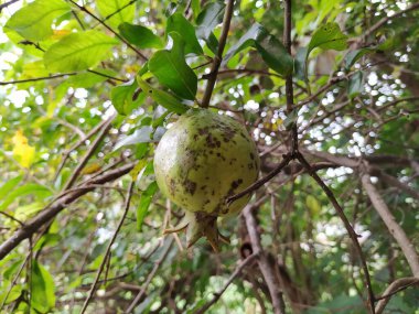 Yeşil yapraklar üzerinde siyah lekeler olan Genç Nar Meyvesi 'nin yakın çekimi