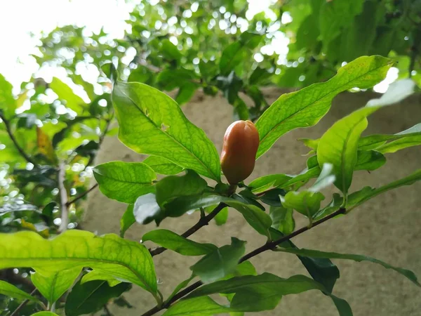 Κοντινό Πλάνο Του Pomegranate Φρούτα Νεαρό Λουλούδι Bud — Φωτογραφία Αρχείου
