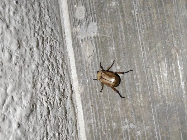Primer Plano Del Insecto Dung Beetle Color Marrón Cerca House —  Fotos de Stock