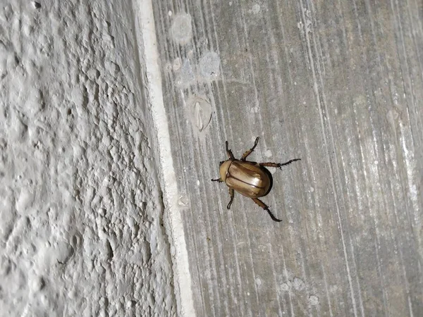 Close Van Bruine Kleur Mestkever Insect Buurt Van Huis Cement — Stockfoto