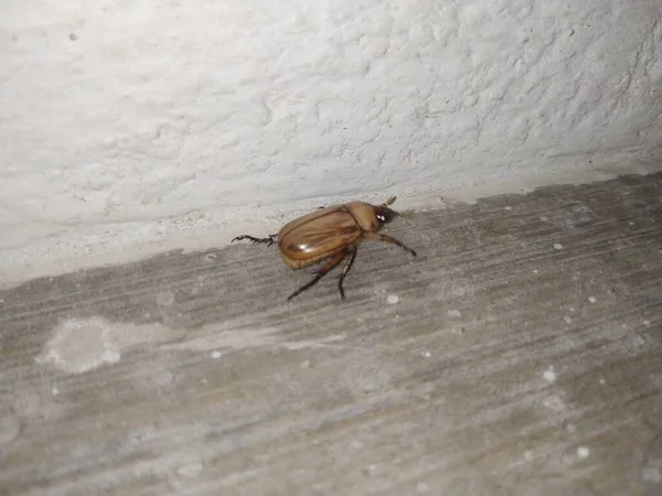 Nahaufnahme Von Brauner Farbe Dung Beetle Insekt Der Nähe Von — Stockfoto