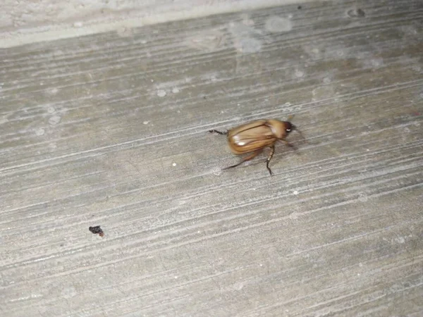 Close Van Bruine Kleur Mestkever Insect Buurt Van Huis Cement — Stockfoto