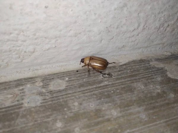 Geceleri Çimento Evi Nin Yakınındaki Kahverengi Boklu Böceğe Yakın Çekim — Stok fotoğraf