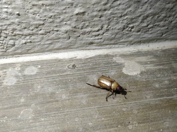 黄褐色粪甲虫夜间在屋宇水泥地面附近的封闭情况 — 图库照片